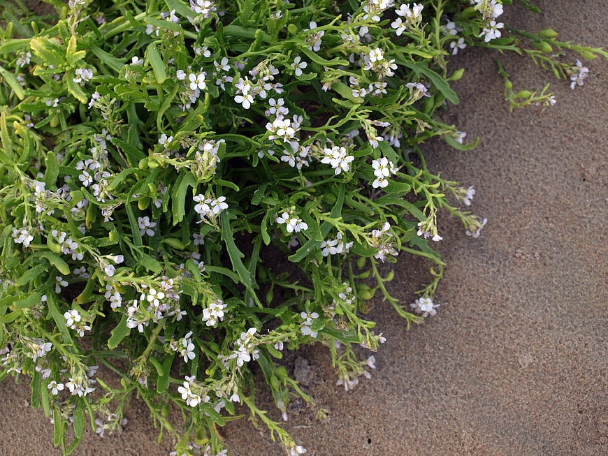White Sea Rocket Flowers Growing in Coastal Sand
