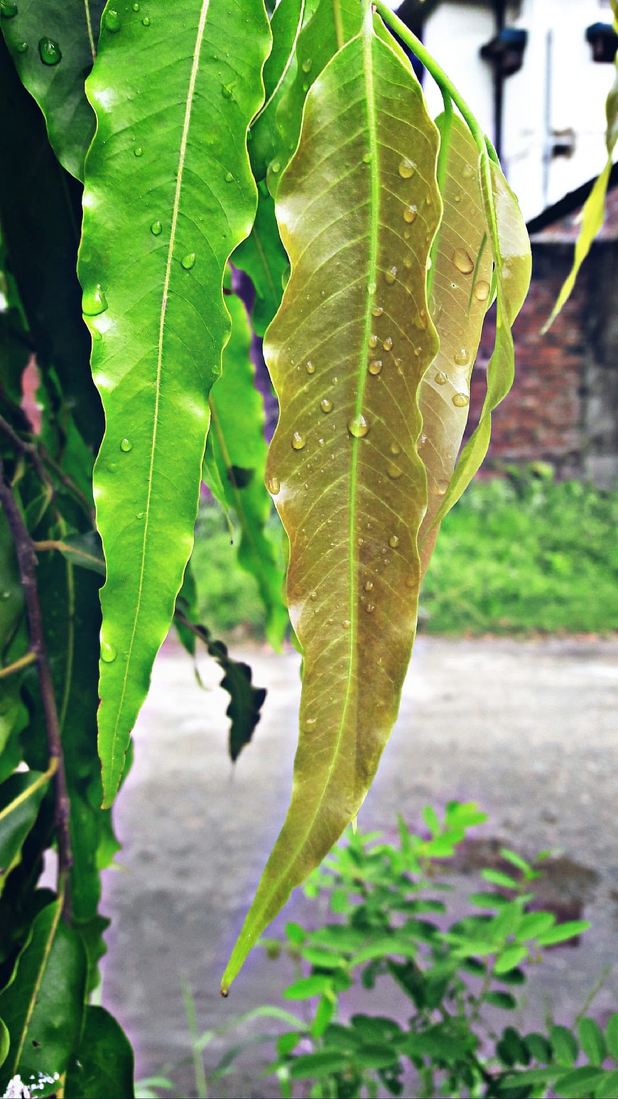 Close-up of green leaves with water droplets