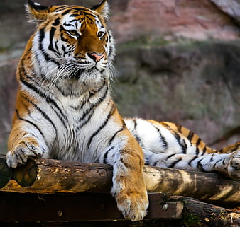 Majestic Tiger Resting on Wooden Log Closeup