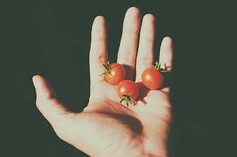 Hand holding three fresh cherry tomatoes against dark background