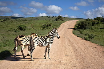 Two zebras standing on a dirt road in a green African savannah landscape