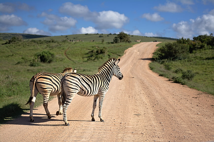 Two zebras standing on a dirt road in a green African savannah landscape