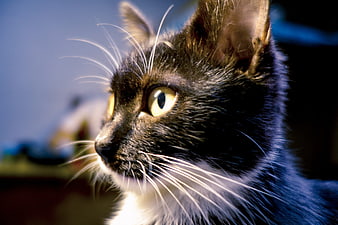 Close-up portrait of a black and white cat with yellow eyes