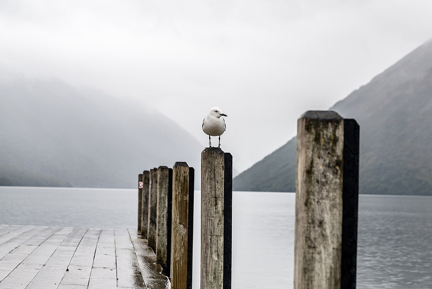 Lone Seagull on Wooden Pier in Foggy Mountain Landscape