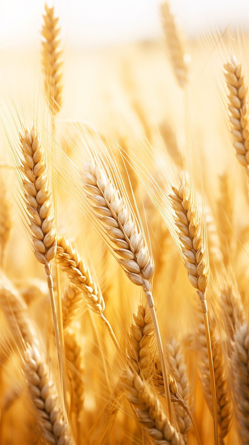 Golden Wheat Ears in Sunlit Field Close-Up