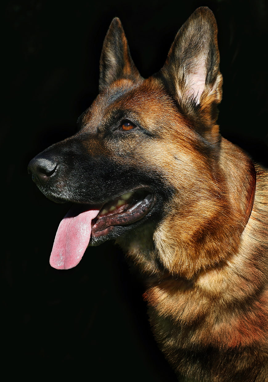 German Shepherd Portrait With Black Background