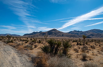 Joshua Tree Desert Landscape with Mountains and Blue Sky