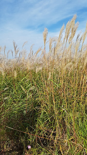 Tall ornamental grass swaying in autumn wind against blue sky