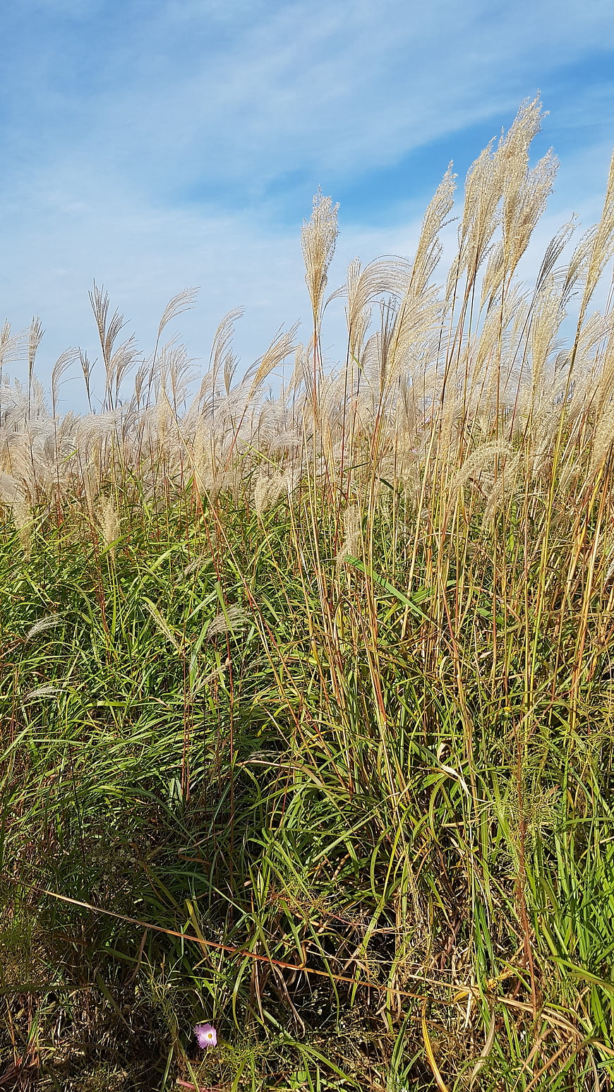 Tall ornamental grass swaying in autumn wind against blue sky