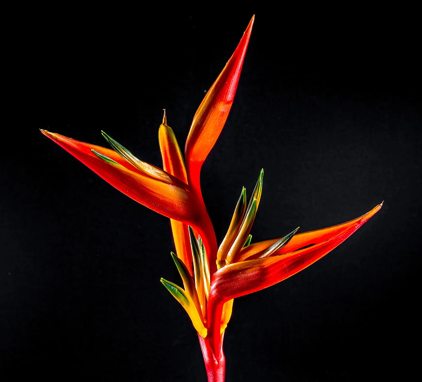 Vibrant Heliconia Flower on Black Background