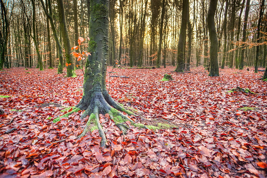 Autumn forest floor covered in red leaves with tree roots