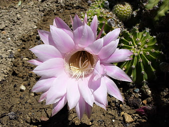 Pink Cactus Flower Blooming in Sunlight