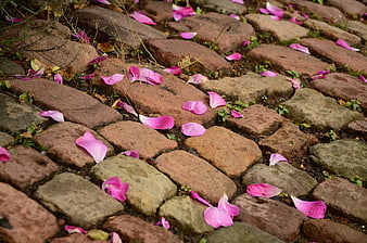 Pink rose petals scattered on rustic brick pathway