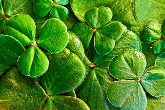 Close-up of vibrant green clover leaves with fine hairs
