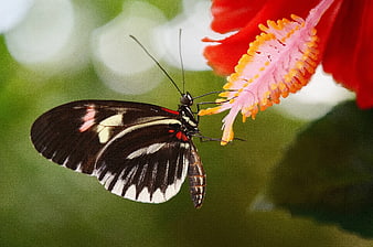 Black and White Butterfly Feeding on Red Hibiscus Flower