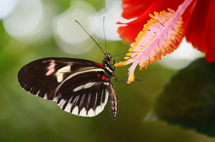 Black and White Butterfly Feeding on Red Hibiscus Flower