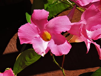Close-up of vibrant pink desert rose flowers in sunlight
