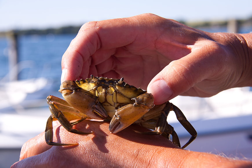 Close-up of a small crab held in a person's hand