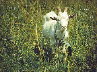 White Goat Standing in Tall Green Grass Field