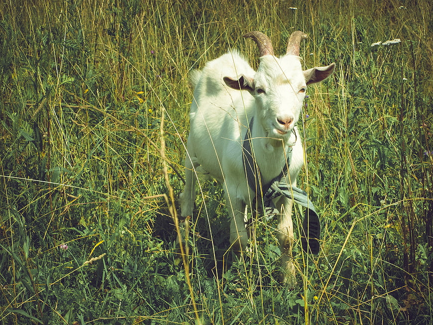 White Goat Standing in Tall Green Grass Field