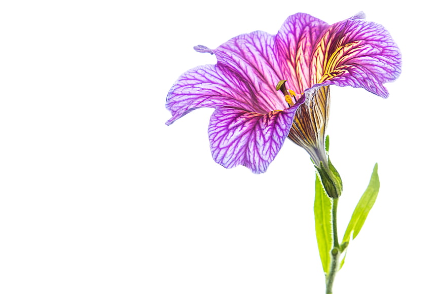 Purple Angelnica Flower Isolated on White Background