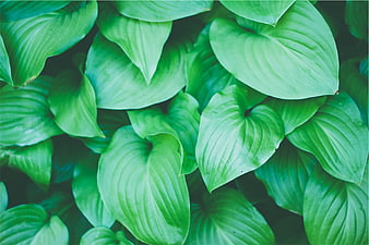 Close-up of lush green hosta leaves with natural texture