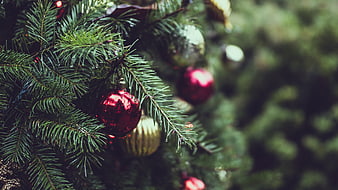 Close-up of Christmas tree with red and gold ornaments