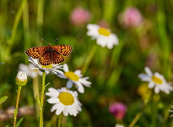 Orange butterfly on white daisy in green meadow
