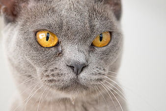 Close-up portrait of a gray cat with intense amber eyes
