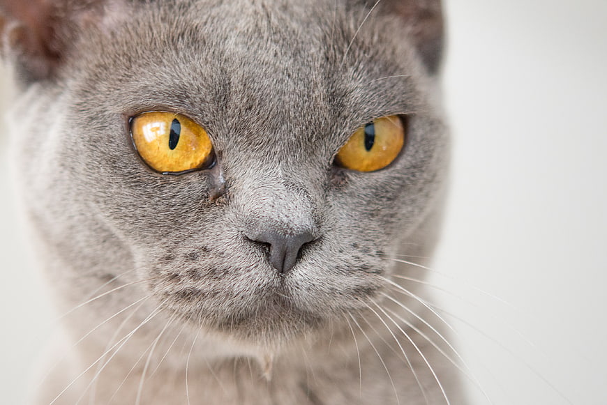 Close-up portrait of a gray cat with intense amber eyes