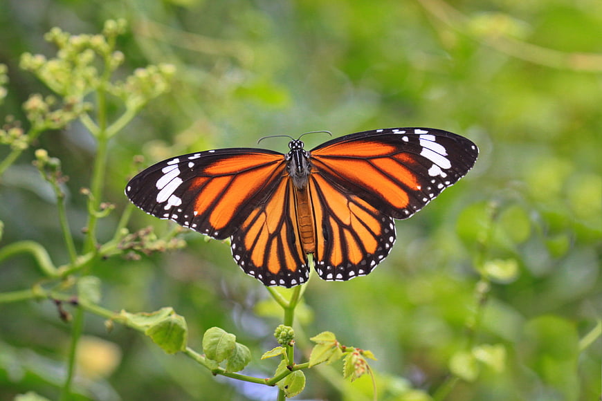 Monarch butterfly perched on green plant stem with wings spread