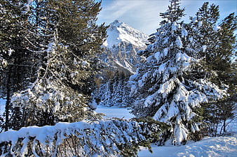Snowy Pine Trees Framing Alpine Mountain Peak Winter Landscape