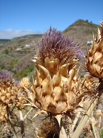 Close-up of dried thistle flower with purple bloom in natural landscape