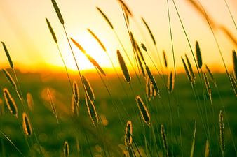 Golden sunlight illuminating tall grass in a field at sunset