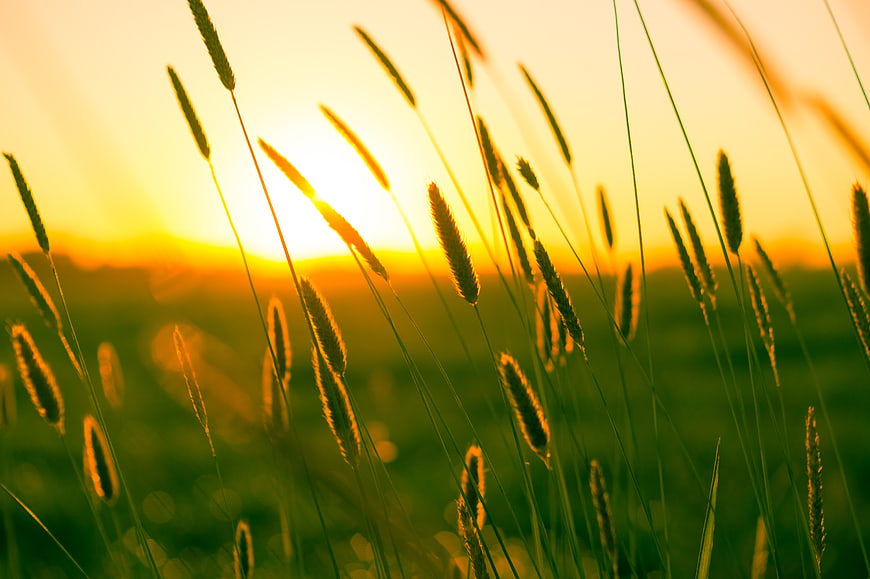 Golden sunlight illuminating tall grass in a field at sunset