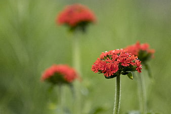 Close-up of vibrant red wildflowers against soft green background