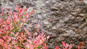 Red Autumn Leaves on Wet Rock Background