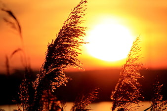 Silhouette of Pampas Grass Against Golden Sunset