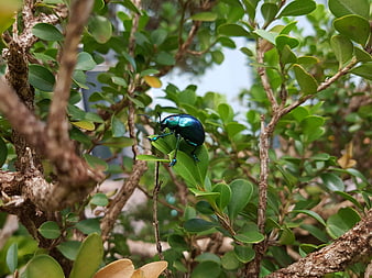 Iridescent Blue Beetle on Green Leaf in Garden