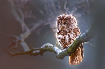 Tawny Owl Perched on Branch in Forest