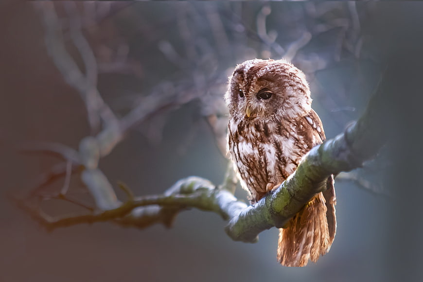 Tawny Owl Perched on Branch in Forest