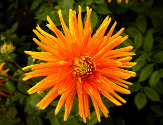 Vibrant Orange Dahlia with Water Droplets on Green Leaves
