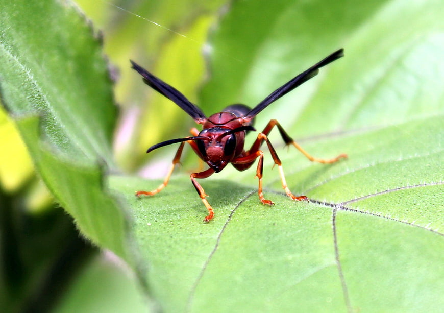 Close-up of a Red Paper Wasp on a Green Leaf