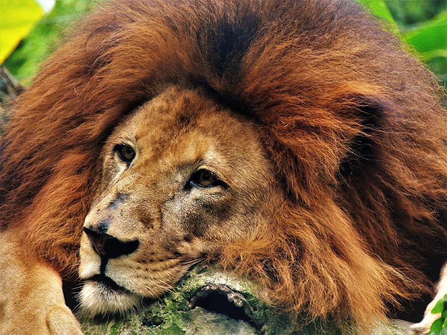 Close-up portrait of a majestic male lion resting