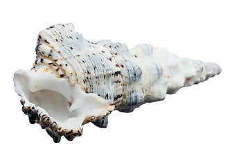 White and Blue Spiral Seashell on White Background