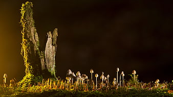 Mossy Stump with Mushrooms in Dark Forest