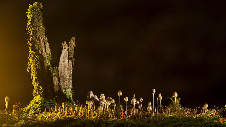 Mossy Stump with Mushrooms in Dark Forest