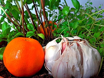 Fresh orange and garlic bulb with basil and herbs