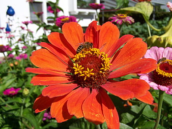 Honeybee Pollinating Vibrant Orange Zinnia Flower in Garden