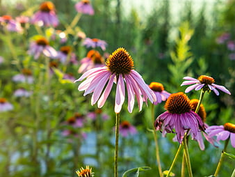 Pink Coneflower Blooming in Sunlit Garden